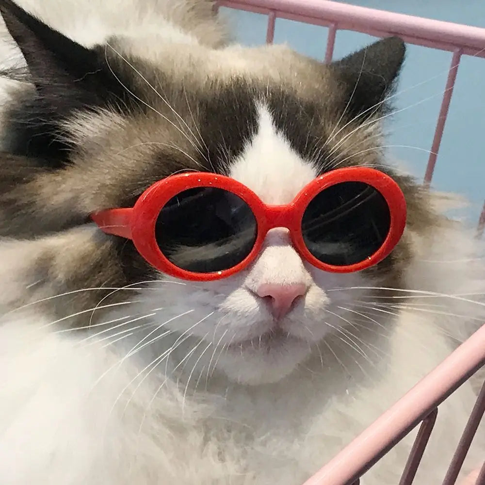 Cat Glasses Cool Pet Small Dog Fashion Round Glasses Pet Product For Little Dog Cat Sunglasses For Photography Pet Accessories Forease